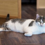 シャンツェにいる保護猫の一匹
